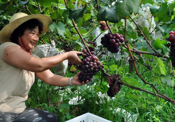 太原市采薇庄园景区：四季型生态主