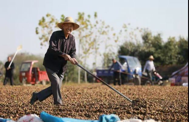 我国油茶种植面积达6800万亩